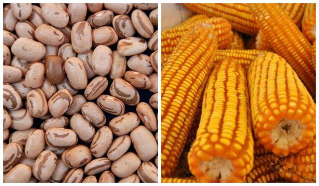 CADEIAS PRODUTIVAS DE CULTURAS I