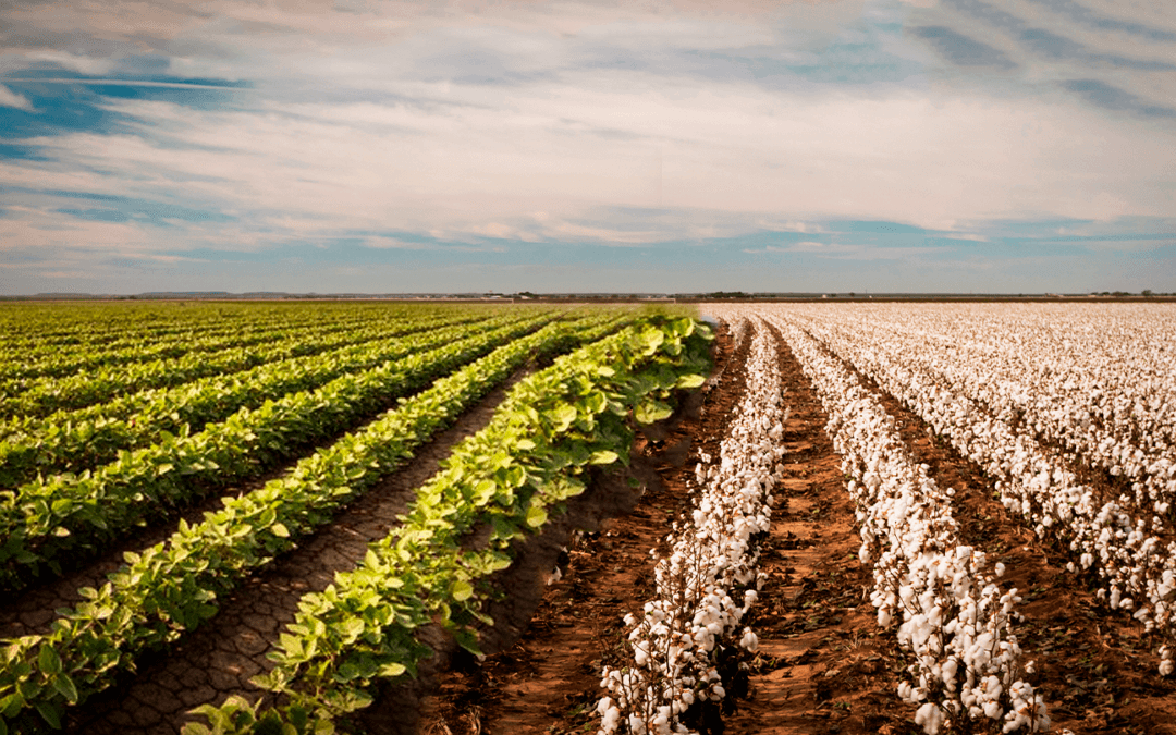 CADEIAS PRODUTIVAS DE CULTURAS II