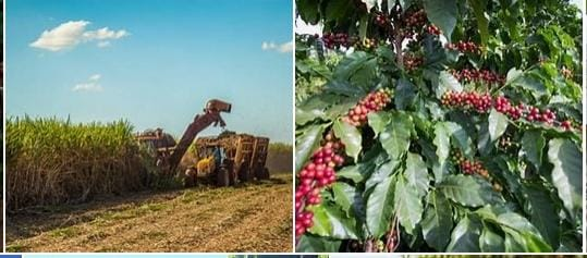 2025.2 (AVRCPC3)CAD PROD DE CULTURAS III