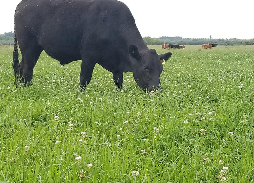 CADEIAS PRODUTIVAS DE CULTURAS FORRAGEIRAS