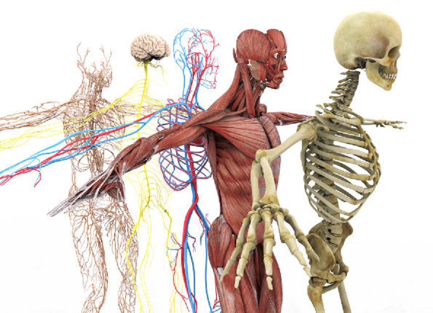 Anatomia e Fisiologia Humana 