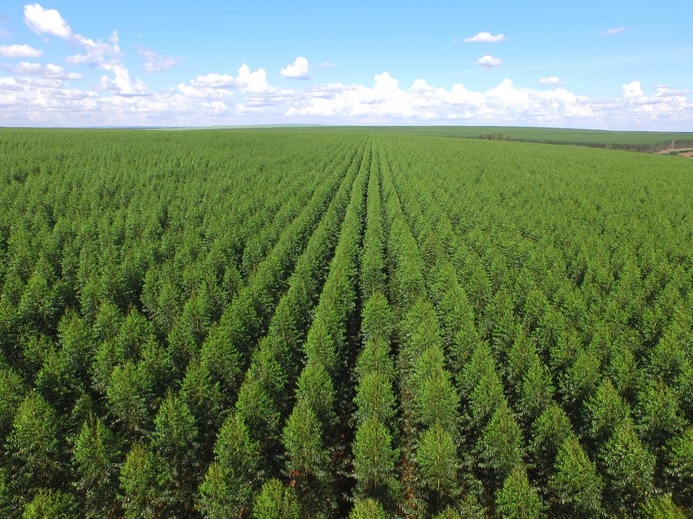  CADEIAS PRODUTIVAS DE ESPÉCIES FLORESTAIS