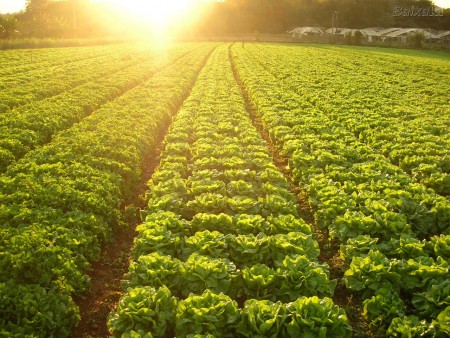 PRODUÇÃO VEGETAL E PROCESSOS PÓS-COLHEITA (2021)