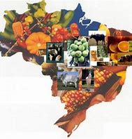 [20212.6.AVR.BAC.BSS.2017.1M.SUP.00472 (TV1E6) 278298] TECNOLOGIAS DE PRODUÇÃO VEGETAL I