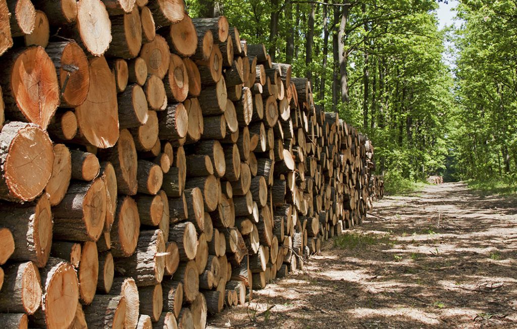 CADEIAS PRODUTIVAS DE ESPÉCIES FLORESTAIS