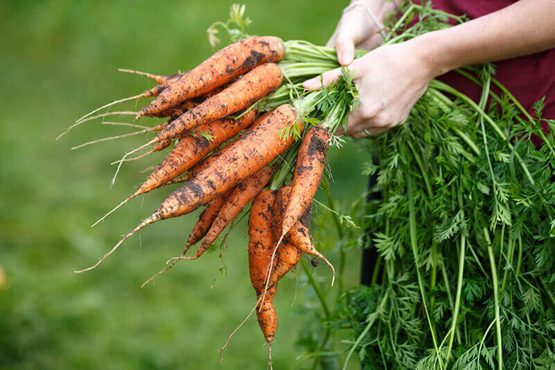 PRODUÇÃO VEGETAL E PROCESSOS PÓS-COLHEITA 2022