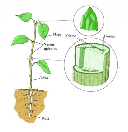 [20201.3.AVR20200.1N.SUP.08530 (AVEB3) 247429] Anatomia Vegetal