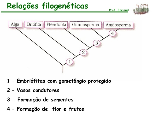 [20201.5.AVR20200.1N.SUP.08542 (SIVB5) 247435] Sistemática vegetal II