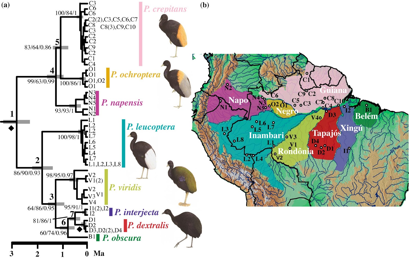 [20201.7.AVR20200.1N.SUP.00347 (SFBB7) 247419] SISTEMÁTICA FILOGENÉTICA E BIOGEOGRAFIA