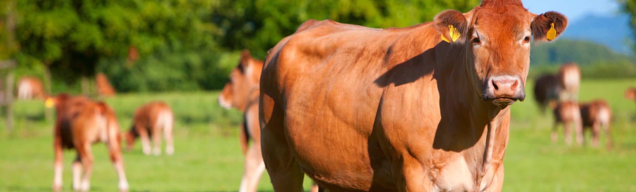 CADEIAS PRODUTIVAS DE ANIMAIS RUMINANTES